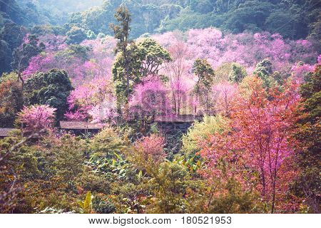 background nature natural mountain views. The flowers cerasoides. khunchangkain chiangmai thailand.