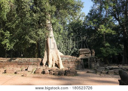 A huge tree covers its roots with a fence in the territory in Angkor Wat UNESCO world heritage. Cambodia.