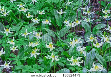 Closeup of white fawn lily flowers in garden. Flower species name is erythronium oregonum and green ground cover is Shiny geranium, Geranium lucidum
