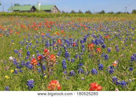 Blue Bonnet is at full bloom in Brenham, TX