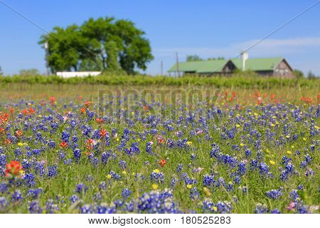 Blue Bonnet is at full bloom in Brenham, TX