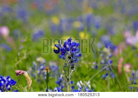 Blue Bonnet is at full bloom in Brenham, TX