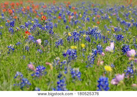 Blue Bonnet is at full bloom in Brenham, TX