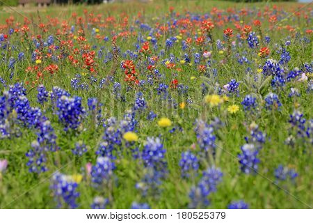 Blue Bonnet is at full bloom in Brenham, TX