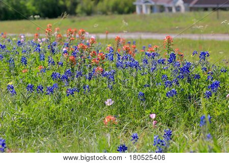 Blue Bonnet is at full bloom in Brenham, TX