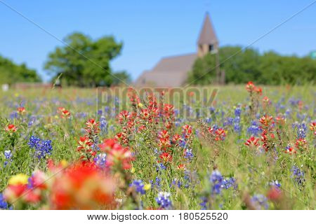 Blue Bonnet is at full bloom in Brenham, TX