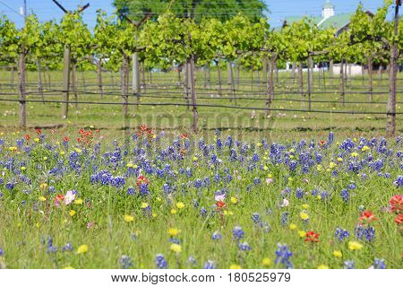 Blue Bonnet is at full bloom in Brenham, TX