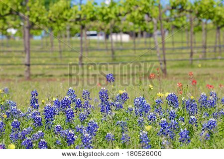 Blue Bonnet is at full bloom in Brenham, TX