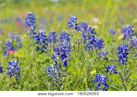 Blue Bonnet is at full bloom in Brenham, TX