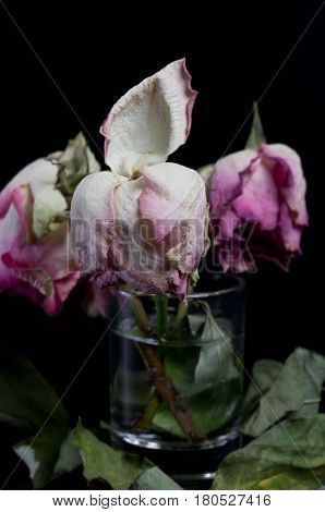 Three wilted roses in a glass of water on a black background surrounded by dried leaves