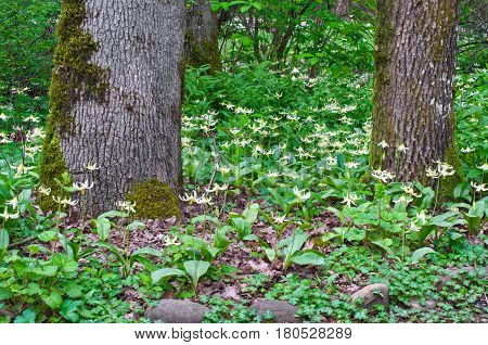 Trees in forest with meadow of Fawn Lily flowers in horizontal position