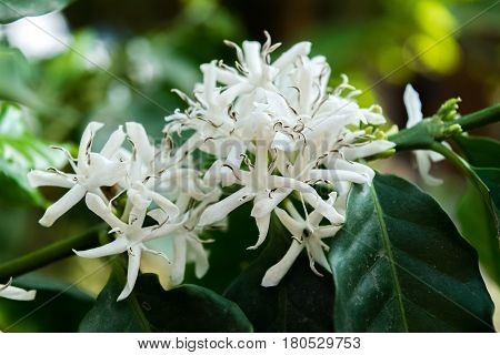 Blossom of coffee bush(Coffea arabica) in Thailand