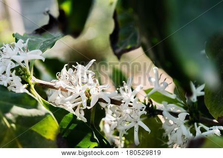 Blossom of coffee bush(Coffea arabica) in Thailand