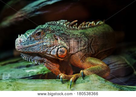 The iguana lizard sits on a close-up branch