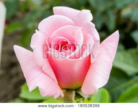 Blooming pink rose close-up with beautiful petals