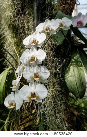 Large branch of a blooming white archide close up