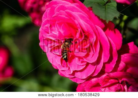 Blooming pink rose on which the bee is close-up