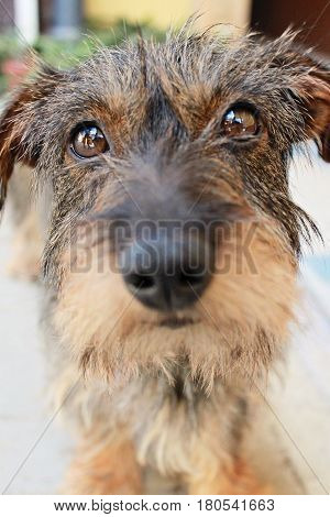 Close-up photo of little dog breed Wirehaired Dachshund selective focus
