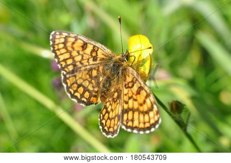 The heath fritillary (Melitaea athalia) Collecting nectar on flower.