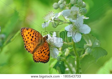 Brenthis daphne, Marbled Fritillary   butterfly collecting nectar on wild flowers.