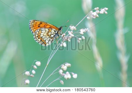 The heath fritillary (Melitaea athalia) on wild grass with beautiful green background.