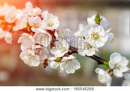 Bees pollinate young tree flowers in the garden, beautiful nature spring flowering trees pollination. Apiculture