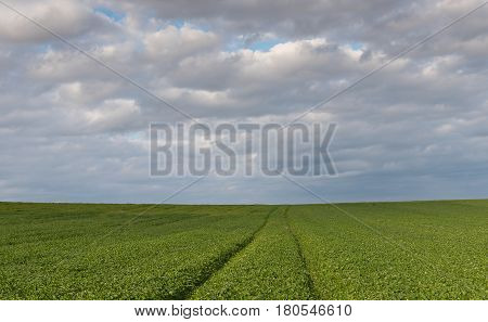 Green field and cloudy sky with white cumulos clouds late in the evening.