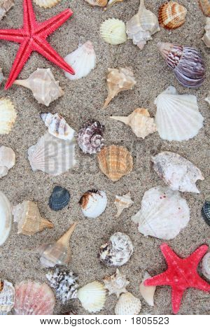 Shell