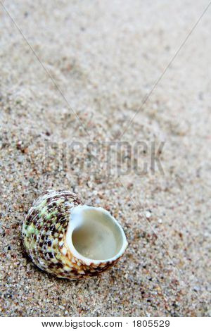Shell