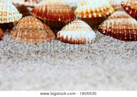 Shell