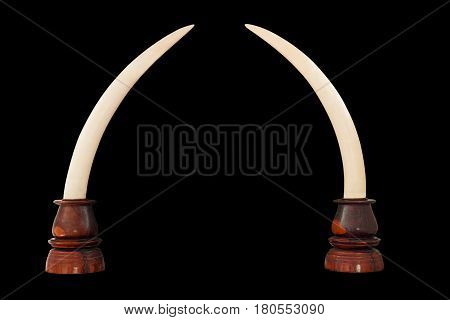 Elephant Ivory on Wooden Base with Clipping Path on Black Background