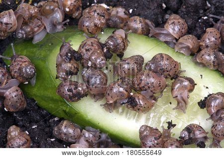 dozens of young snails of Achatina immaculata pantera eating cucumber, closeup