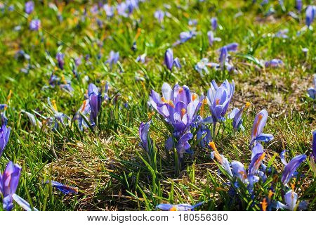 Spring background with close-up group of blooming crocuses spring flowers