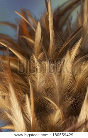 Closeup detail of chicken feathers on a duster