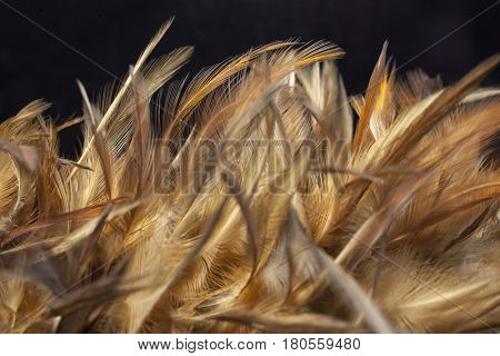Closeup detail of chicken feathers on a duster