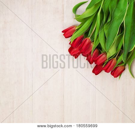 Spring Flowers Background with Netherlandish Tulip Flowers