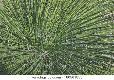 Close up of the green leaves and curly white fibres of Agave filifera, the thread leaf Agave. Native to central Mexico.