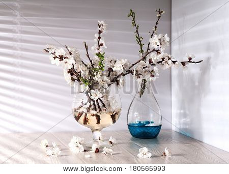 Still life with apricot blossom in a morning sunlight