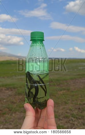 Healing Worms on Mount Ararat of Turkey
