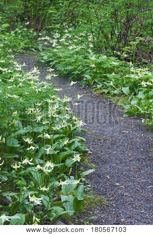 Pathway of White Fawn Lily flowers in meadow. Species name is erythronium oregonum