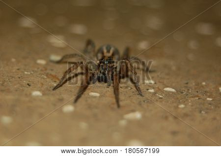 hairy spider on kitchen tile ready for a meal