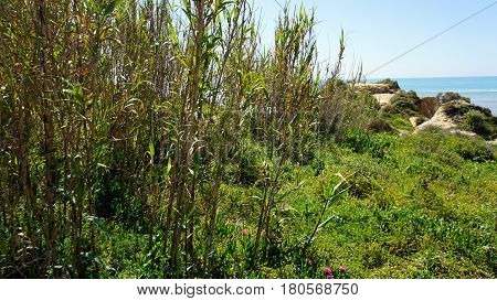 Green Coast