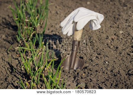 Concept of Planting: Spade in the hand transplanting of onions soft focus background