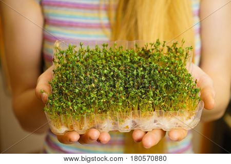 Woman Hands Holding Cuckooflower On Cotton