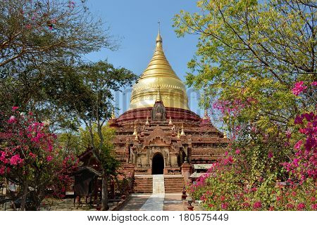 Beautiful View Of The Golden Dhammayazika Pagoda And Blooming Trees In Bagan, Myanmar