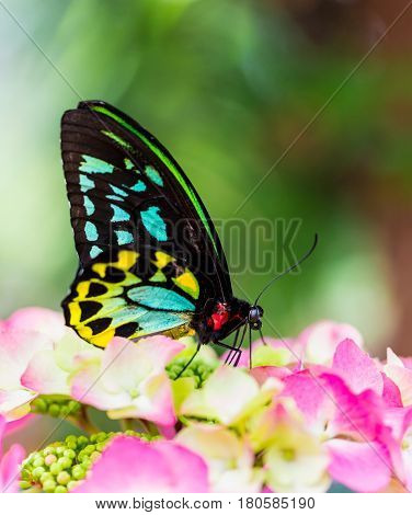 Cairns birdwing butterfly also called the Cooktown and north birdwing butterfly sitting and feeding on some pink colored flowers.