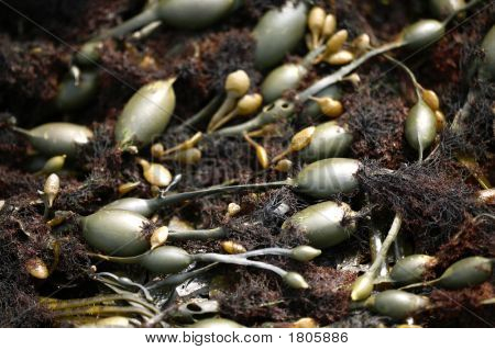 5D1335_Seaweed