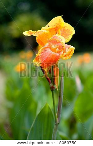Majestätische orange und gelbe Canna Lilien in einer freien tropischen Parkanlage