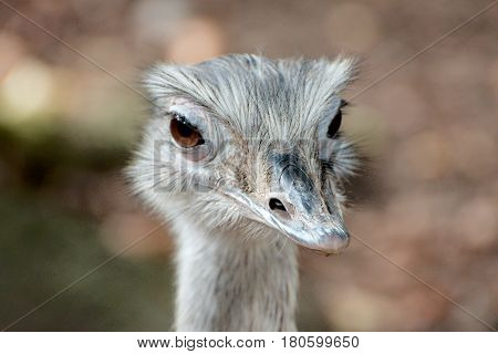 Close up of a greater rhea in a park