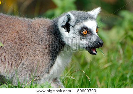 Cloeup of a ring-tailed Lemur in a park
